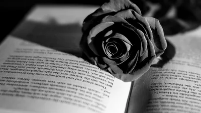 Black Rose Aesthetic PC Wallpapers