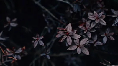 Dark Aesthetic Computer Wallpapers