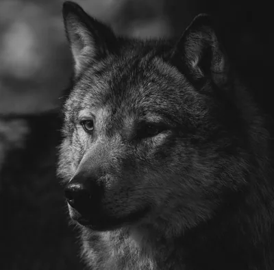 Black Wolf Photos, The BEST Free Black Wolf Stock Photos & HD Images