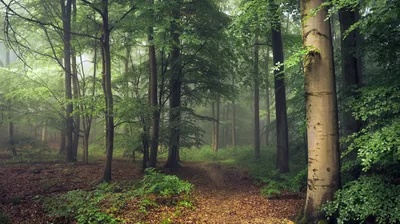 Pale Beech Trunk Beside a Foggy Trail HD Wallpaper