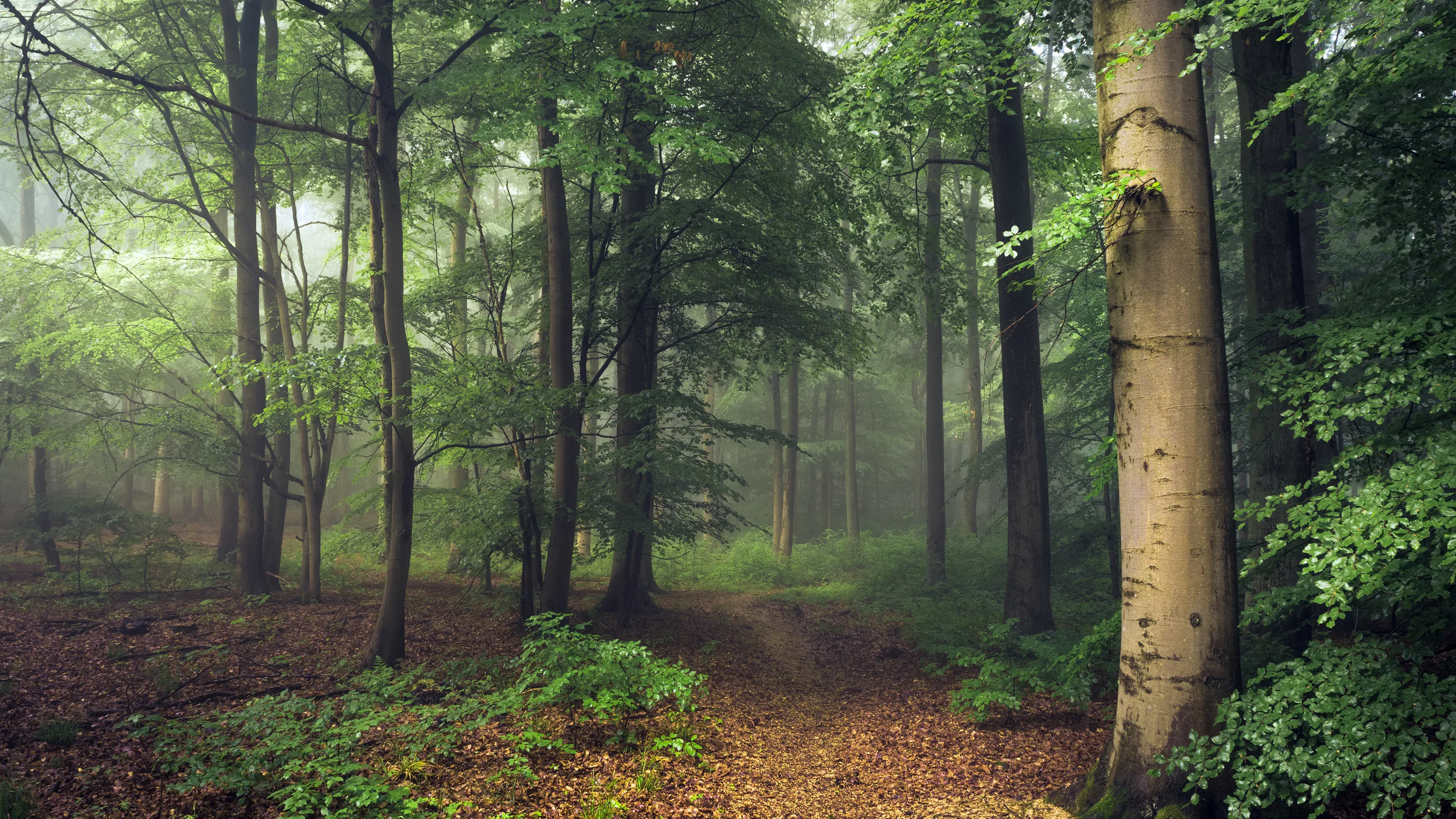A smooth grey trunk stands right of centre while a leaf-littered trail slips into fog, muted greens keeping the whole scene calm behind icons.