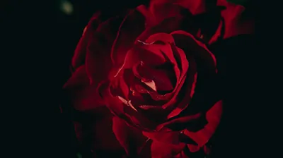Closeup View Dark Red Rose Petals Flower Black Background 4K HD Flowers Wallpapers