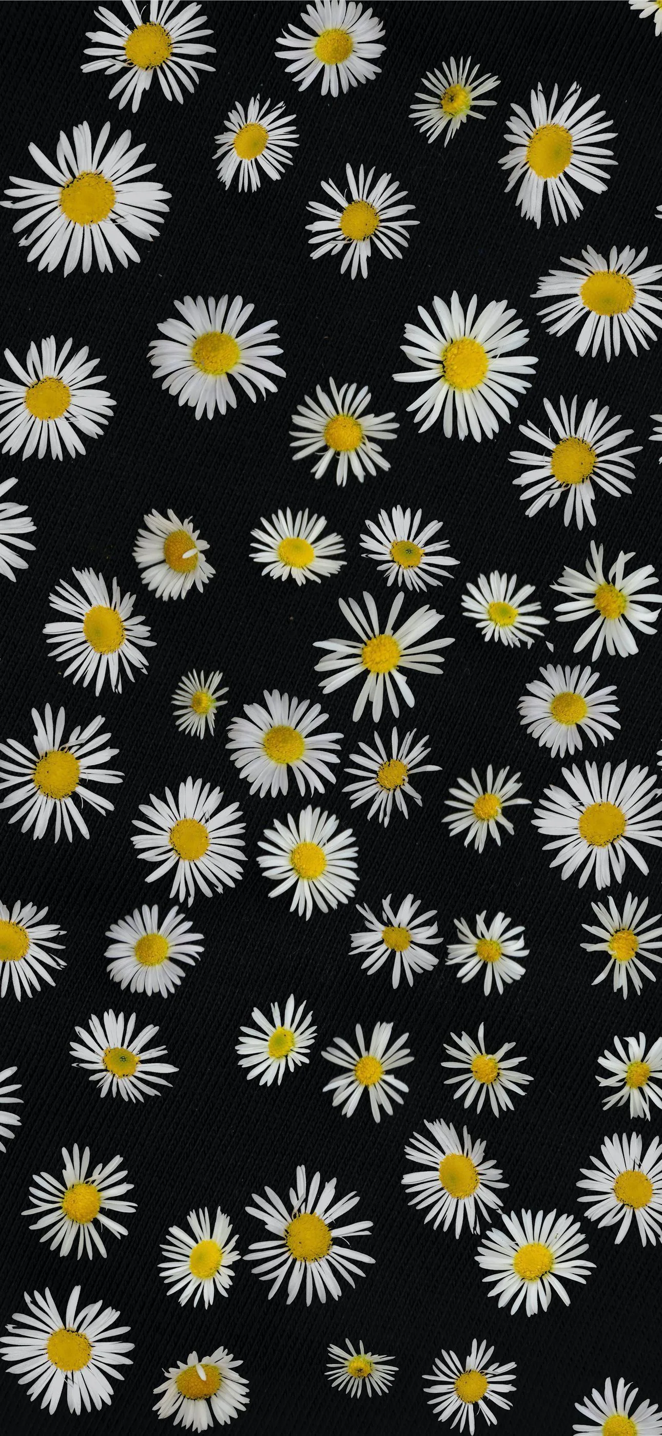 black and white floral textile iPhone Wallpapers