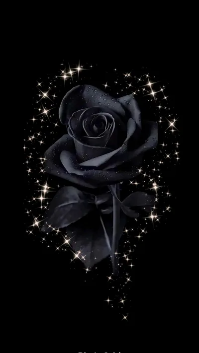 Black Rose Aesthetic Backgrounds