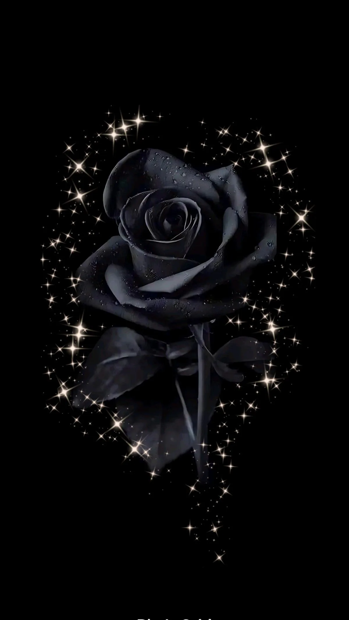 Black Rose Aesthetic HD Wallpaper