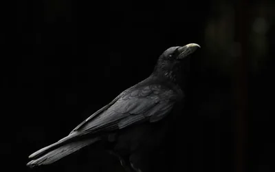 Wallpaper Black bird, raven, black background Picture, Image