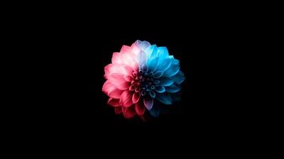 Flower Oled Dark 5k Wallpaper, HD Artist Wallpapers, 4k Wallpapers, Images, Backgrounds