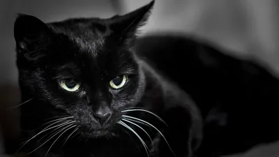 Sharp-Eyed Cat in Soft Monochrome HD Wallpaper