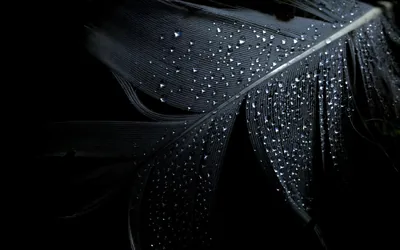 Black Feather with Beaded Barbs HD Wallpaper