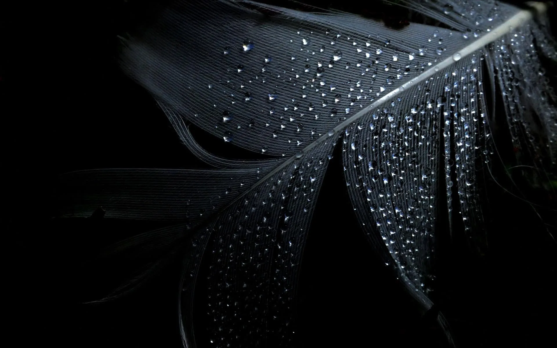 Beads of water sit along the barbs of a black feather, the shaft running down from the top right and the background dropping to solid black.