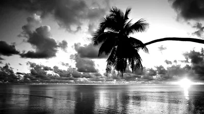 Palm Tree Silhouette Over the Sea HD Wallpaper