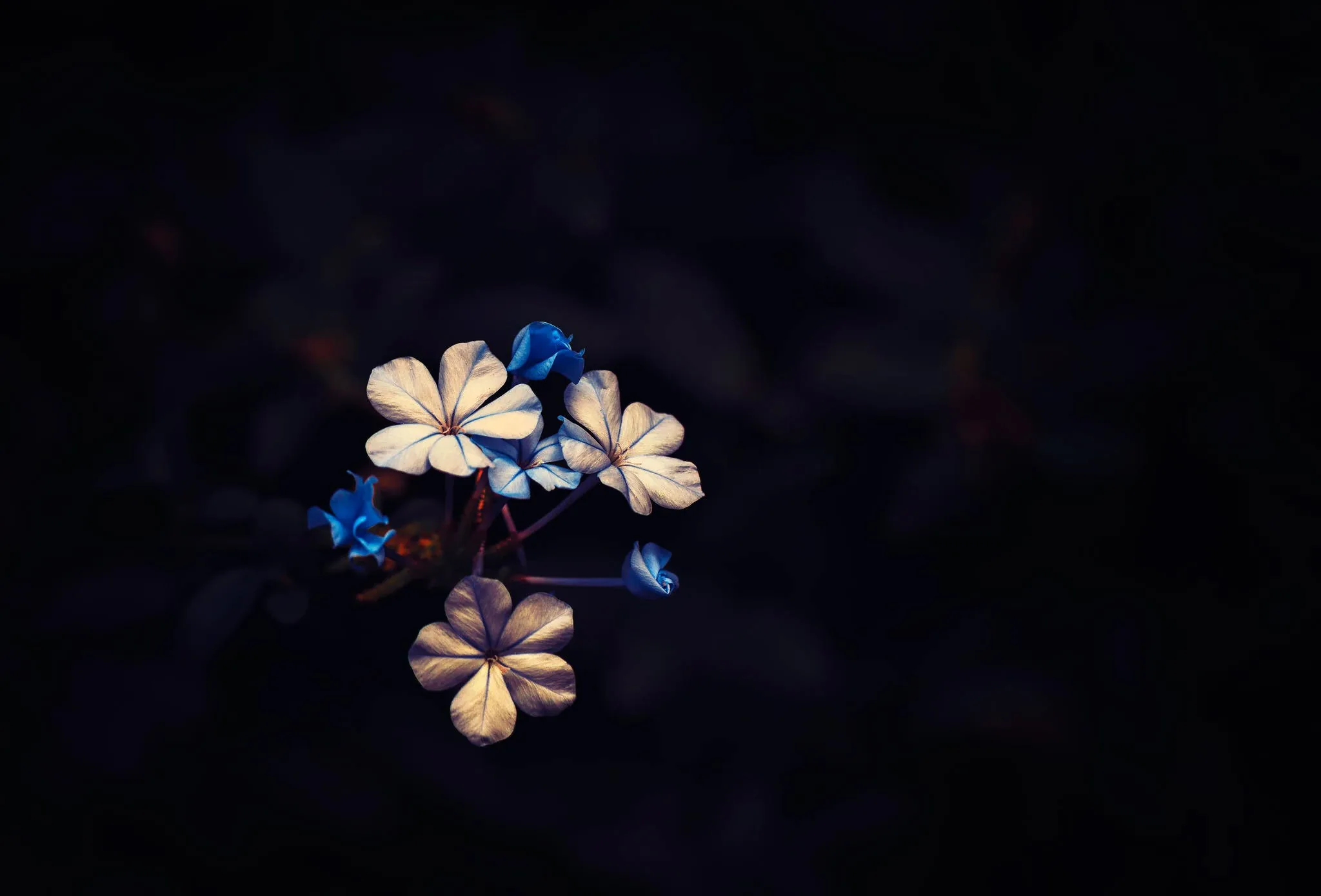 plants, Macro, Black, Flowers Wallpapers HD Desktop and Mobile
