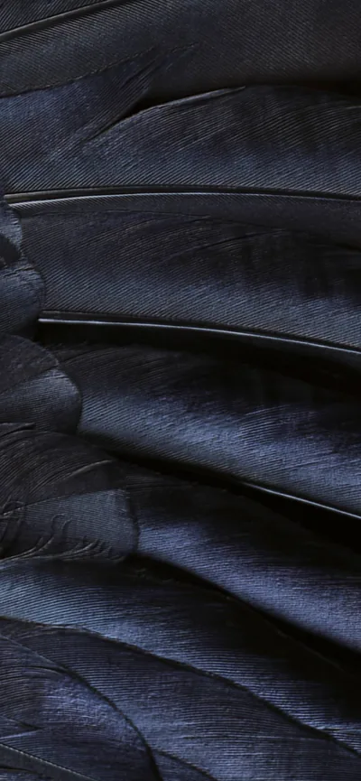 Pattern feather black cool iOS9 wallpaper sc iPhone XS Max