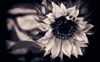 Black and White Flowers Wallpapers