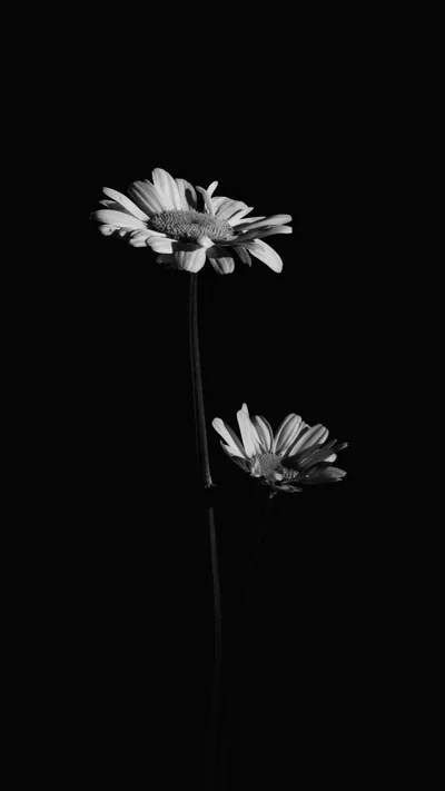 Two Daisies in Black and White HD Phone Wallpaper