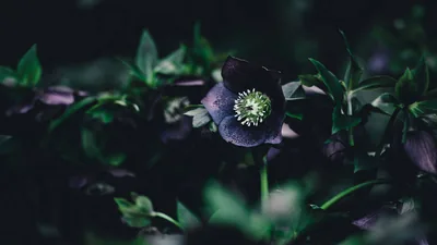Hellebore Bloom Among Dark Leaves HD Wallpaper