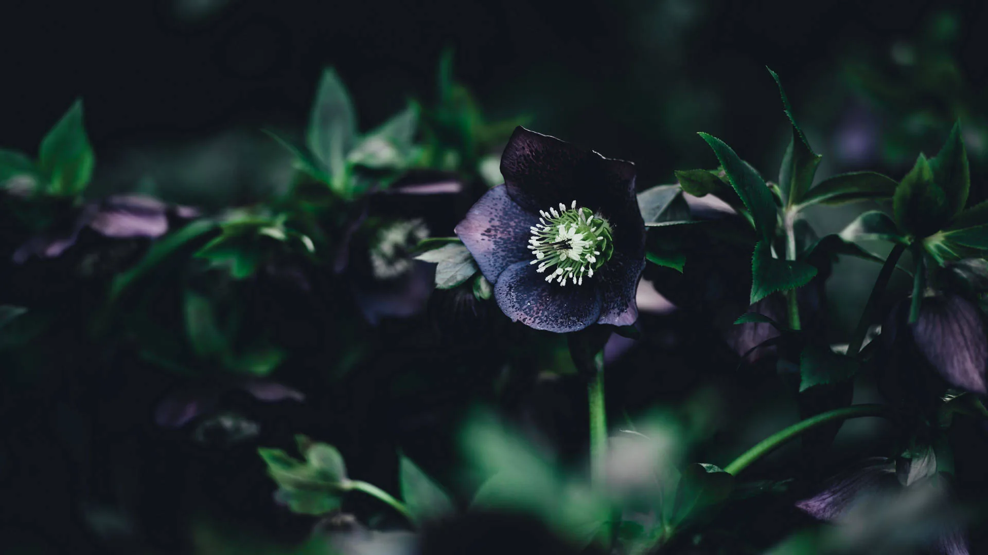A purple hellebore nods forward with a pale green centre, surrounded by out-of-focus leaves that darken almost to black at the frame edges.
