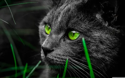 Black Cat with Green Eyes in Grass HD Wallpaper