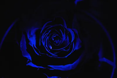 Rose Dark Black Free photo
