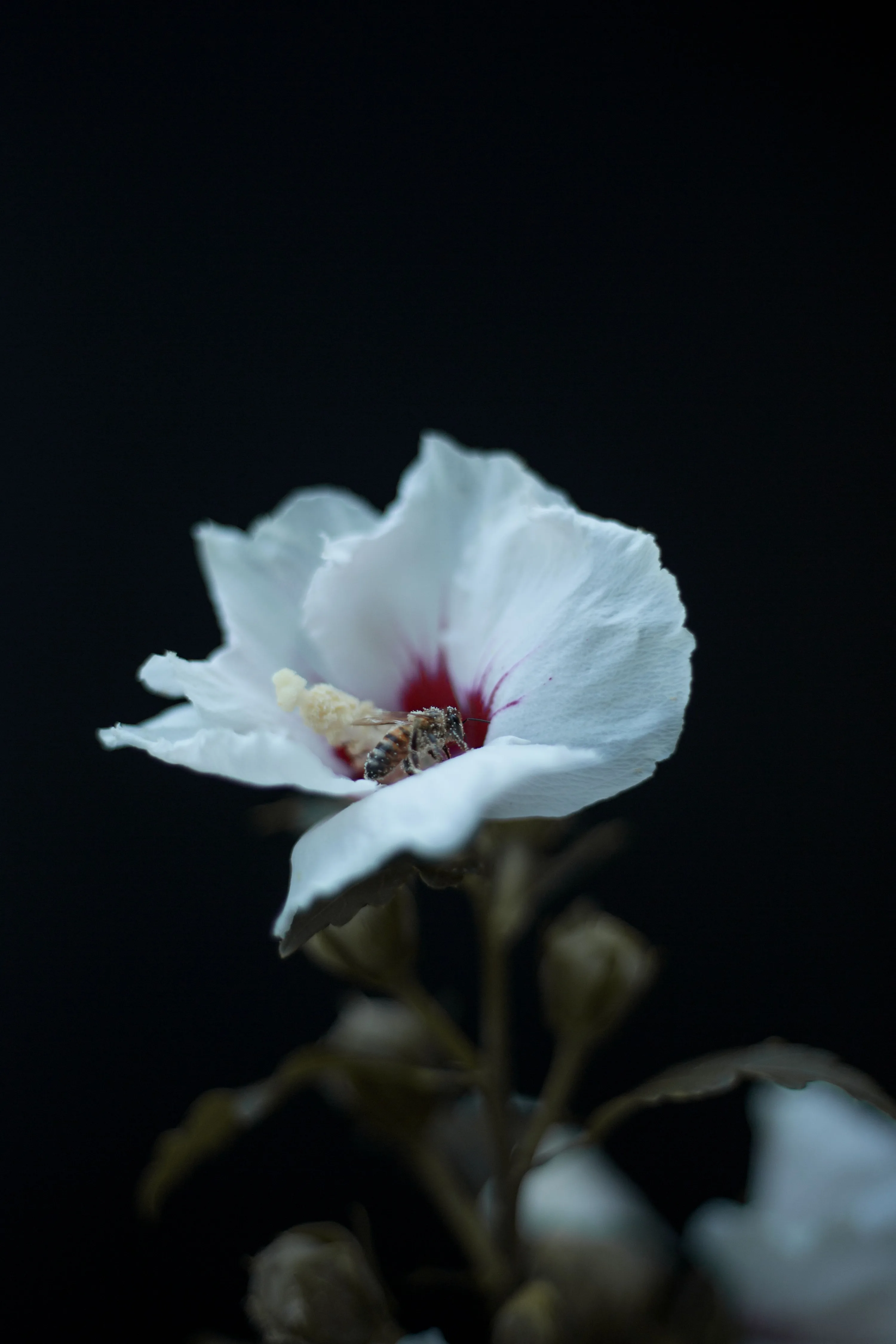 A white hibiscus opens in the lower half of a tall dark frame, deep red at its throat and a long stamen curving out over the petals.