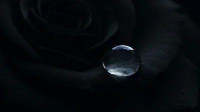 Water Drop on a Black Rose HD Wallpaper