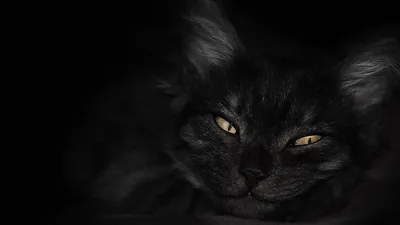 Cat Resting in the Dark HD Wallpaper