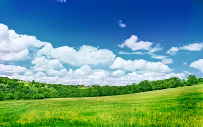 Green Meadow Under a Blue Sky HD Wallpaper
