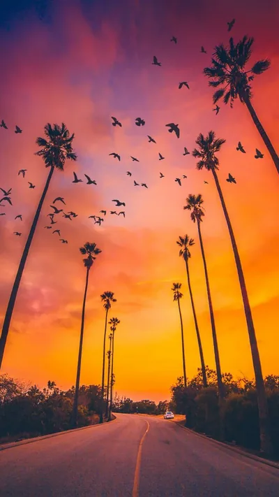 Birds Over a Palm-Lined Road at Sunset HD Phone Wallpaper