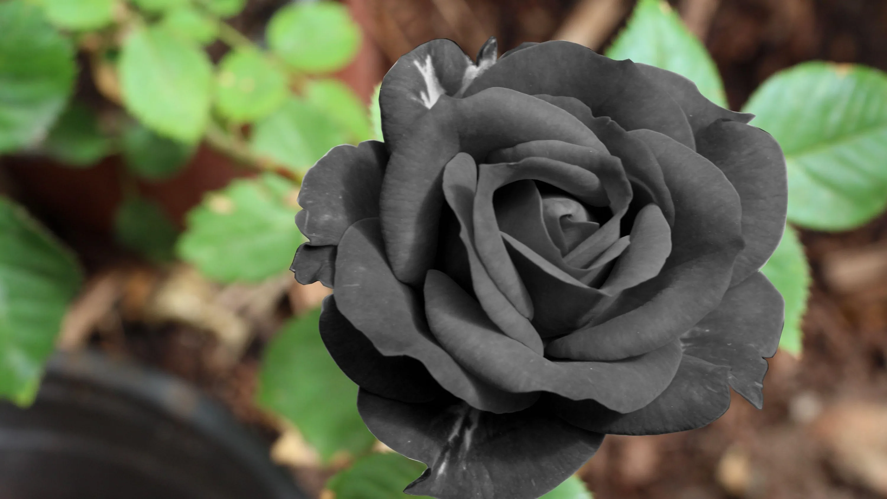 Black Roses Wallpaper Desktop Background