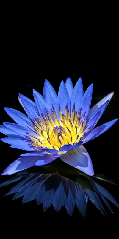 Blue Water Lily with Mirror Reflection HD Phone Wallpaper
