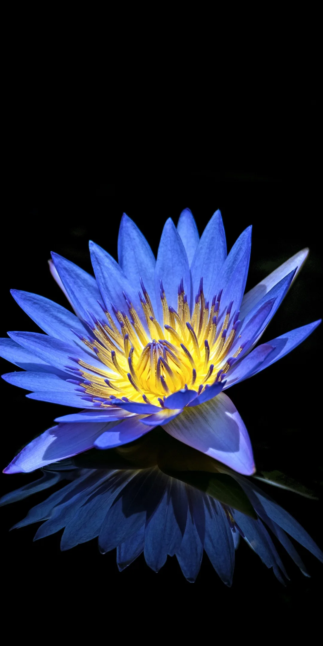 A blue water lily opens over its own reflection on still black water, the yellow stamens at the core the only warm colour in the frame.