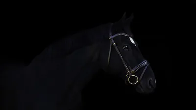 Wallpaper Black horse and black background QHD Picture, Image