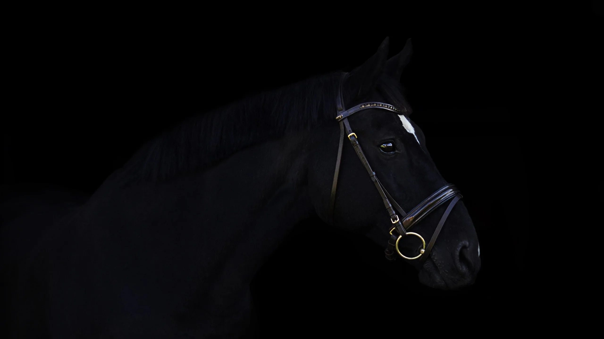 Wallpaper Black horse and black background QHD Picture, Image