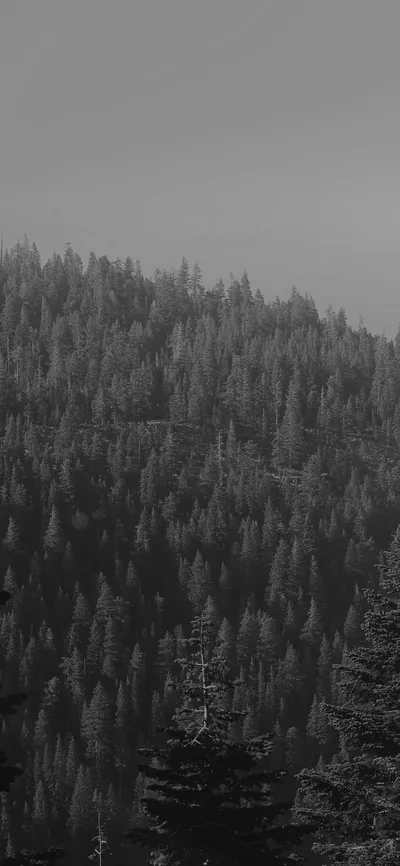 Tree Wood Mountain Nature Dark Bw iPhone Wallpaper