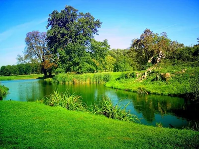 Overgrown Pond in a Green Park HD Wallpaper