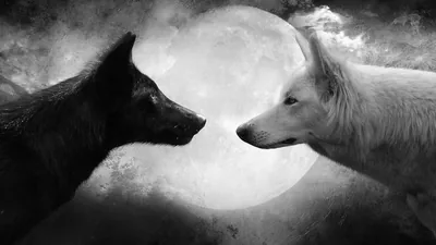 Cool Wolf Pictures