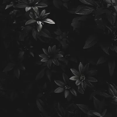 Black Aesthetic Desktop Wallpapers, Phone Wallpaper, PFP, Gifs, and More