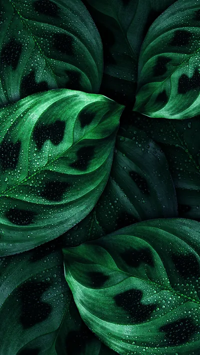 Wallpaper Leaf, Android, Nokia, Green, Botany, Background Free Image