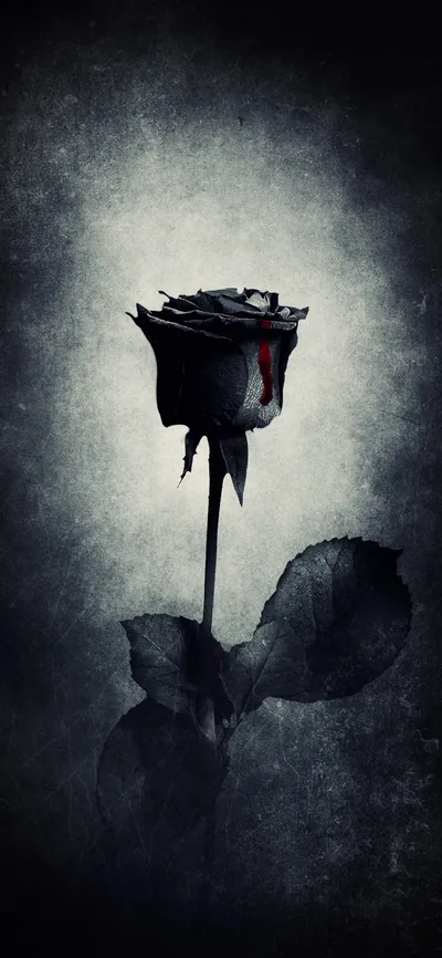 Wallpaper Black Rose, Rose, Black, Flower, Goth Subculture, Background Free
