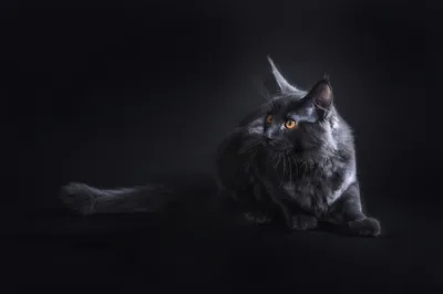 Long-Haired Grey Cat in Studio Shadow HD Wallpaper