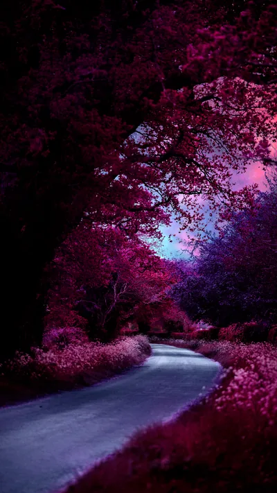 Purple Forest Road at Twilight HD Phone Wallpaper