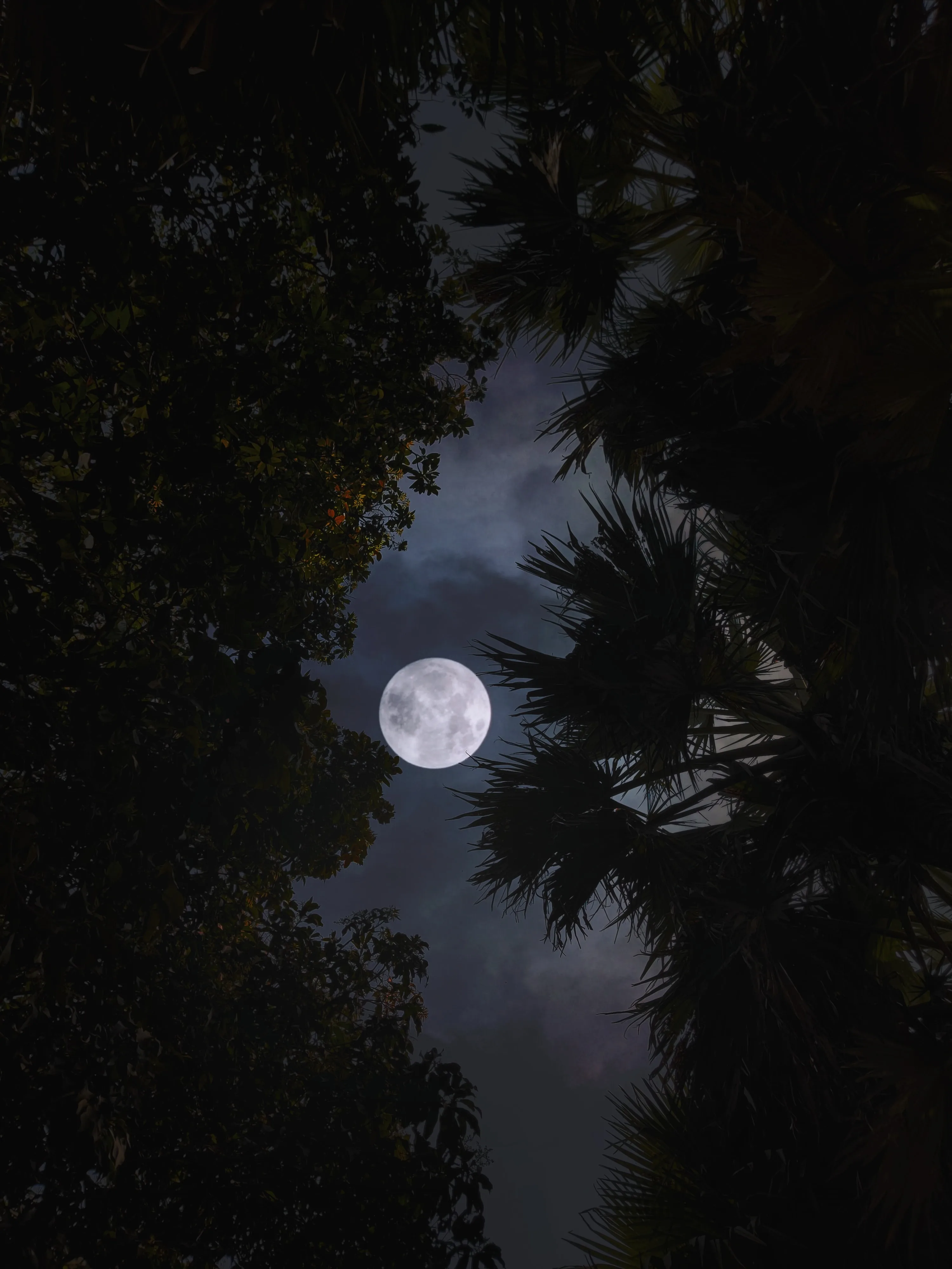 A bright moon glows in a gap between silhouetted palms and branches, the dark foliage framing every corner so only the centre carries light.