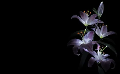 Lilys flower drawing on black