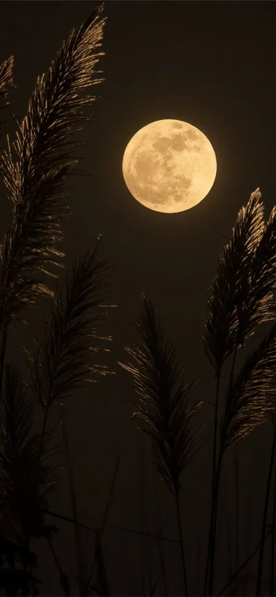 Golden Moon Behind Pampas Grass HD Phone Wallpaper