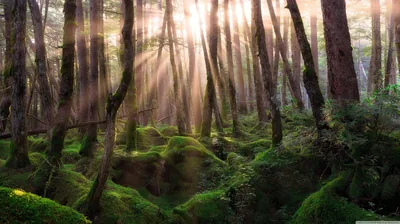 Low Sun Through Twisted Trunks HD Wallpaper