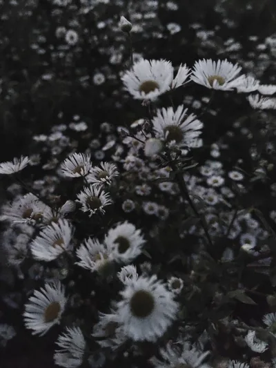 flowers aesthetic