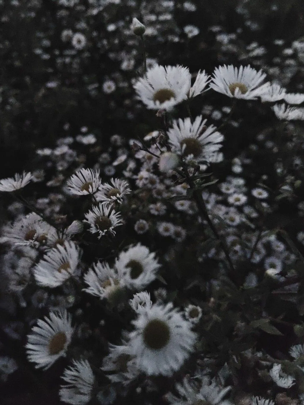 flowers aesthetic
