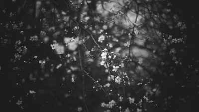 Black aesthetic wallpaper HD Wallpaper