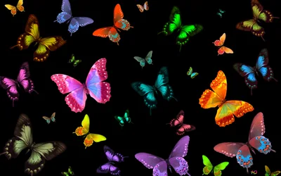 Many colorful butterflies 4K wallpaper