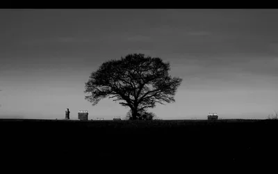Lone Tree Silhouette on a Dark Horizon HD Wallpaper